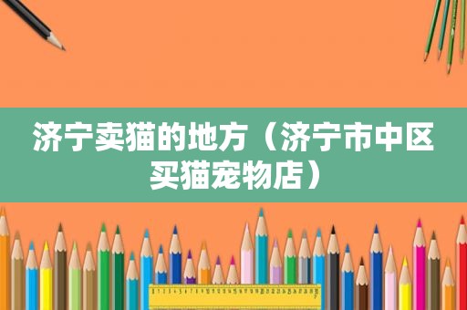 济宁卖猫的地方（济宁市中区买猫宠物店）