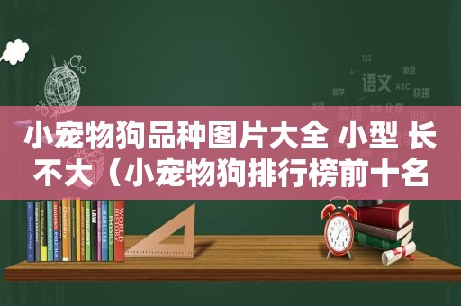 小宠物狗品种图片大全 小型 长不大（小宠物狗排行榜前十名照片）