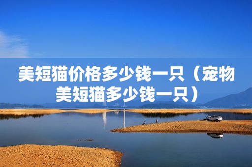 美短猫价格多少钱一只（宠物美短猫多少钱一只）