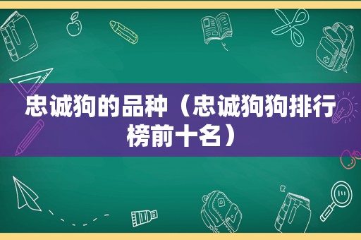 忠诚狗的品种（忠诚狗狗排行榜前十名）