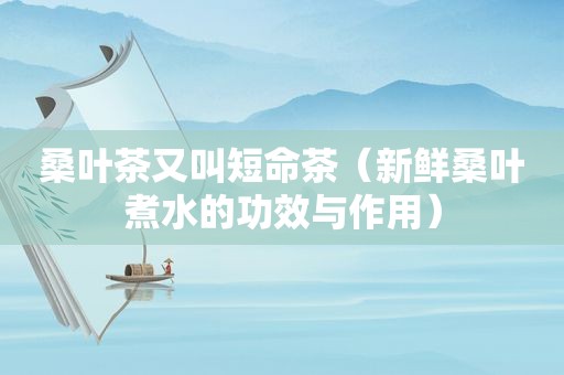 桑叶茶又叫短命茶（新鲜桑叶煮水的功效与作用）