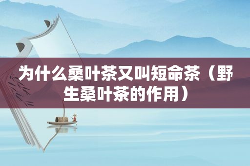 为什么桑叶茶又叫短命茶（野生桑叶茶的作用）
