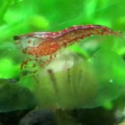 樱花虾是什么虾？（樱花虾是不是蛎虾）