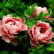 秋梦诗词赏析（秋梦诗句）