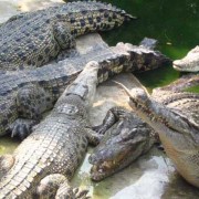 鳄鱼种类名称图片大全（鳄鱼种类战斗力排名）