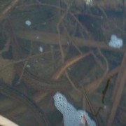 黄鳝体内有寄生虫吗？（黄鳝体内寄生虫能杀死吗）