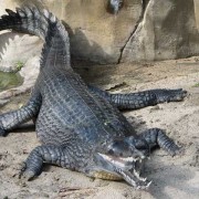 鳄鱼种类名称图片大全（鳄鱼种类战斗力排名）