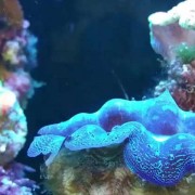 珊瑚是生物吗？（珊瑚是生物还是动物）