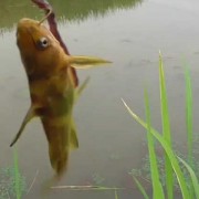 黄骨鱼俗称是什么？（为什么黄骨鱼俗称那么多）