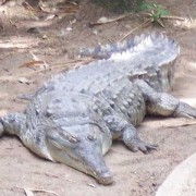 鳄鱼种类名称图片大全（鳄鱼种类战斗力排名）