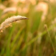 蝶恋花诗词柳永