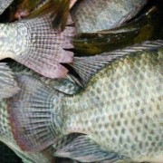 罗非鱼价格多少钱一斤？（罗非鱼多少钱一斤）