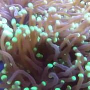 珊瑚是生物吗？（珊瑚是生物还是动物）