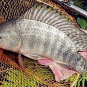 罗非鱼价格多少钱一斤？（罗非鱼多少钱一斤）