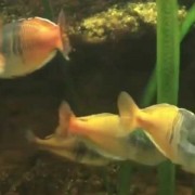 澳洲彩虹鱼是什么鱼？