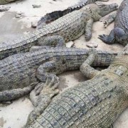 鳄鱼种类名称图片大全（鳄鱼种类战斗力排名）