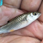 军鱼苗价格多少钱一尾？（30万尾鱼苗多少钱一只）