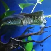 雷龙鱼是什么鱼？（雷龙鱼是什么鱼）