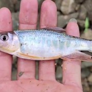 溪哥鱼和马口鱼有什么区别？（溪哥和马口鱼的区别）