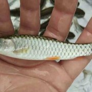 军鱼苗价格多少钱一尾？（30万尾鱼苗多少钱一只）