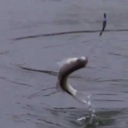 白条鱼为什么一出水就死？（白条鱼出水什么原因）