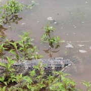 鳄鱼种类名称图片大全（鳄鱼种类战斗力排名）