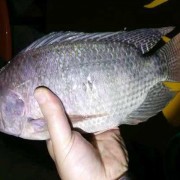 罗非鱼价格多少钱一斤？（罗非鱼多少钱一斤）