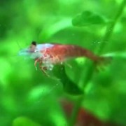 樱花虾是什么虾？（樱花虾是不是蛎虾）