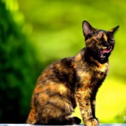 郭德纲相声《八猫图》“玳瑁”声高，“虎皮”中瞧，“金钩挂玉”壮满膘，“鞭打绣球”把尾摇……