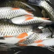 军鱼吃什么食物？（军鱼吃什么）