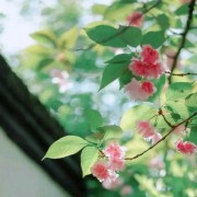 带忠的诗词（带忠的诗）