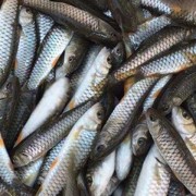 军鱼苗价格多少钱一尾？（30万尾鱼苗多少钱一只）