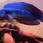 雷龙鱼是什么鱼？（雷龙鱼是什么鱼）