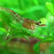 樱花虾是什么虾？（樱花虾是不是蛎虾）