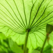 锄药咏诗词