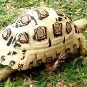 豹龟好养吗？（豹龟好养么）