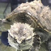 拟鳄龟是什么动物？（动物拟鳄龟）