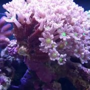 珊瑚是生物吗？（珊瑚是生物还是动物）