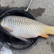 鲤鱼什么时候产卵？（鲤鱼都是什么时候产卵）
