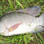 罗非鱼价格多少钱一斤？（罗非鱼多少钱一斤）