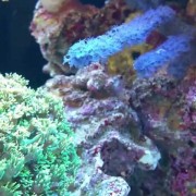 珊瑚是生物吗？（珊瑚是生物还是动物）