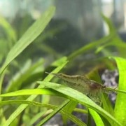黑壳虾是什么虾？（黑壳虾虾卵图片）