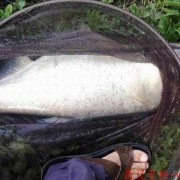 鲢鱼是淡水鱼还是海水鱼？（鲢鱼是淡水鱼还是海洋鱼）