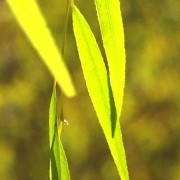60秒｜德州：冬日暖阳遇到河畔垂柳，世间美好与你环环相扣