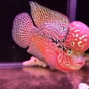 金花罗汉鱼是什么鱼？（金花罗汉鱼图片）