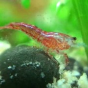 樱花虾是什么虾？（樱花虾是不是蛎虾）