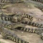 鳄鱼种类名称图片大全（鳄鱼种类战斗力排名）