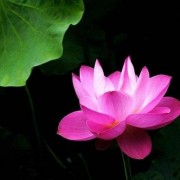 半山观桃诗词（半山观桃诗词）