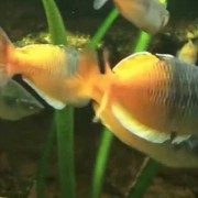 澳洲彩虹鱼是什么鱼？