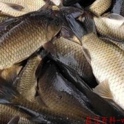鲫鱼和鲤鱼杂交的鱼叫什么？（鲤鱼和鲤鱼杂交的鱼叫什么鱼）